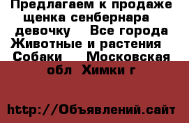 Предлагаем к продаже щенка сенбернара - девочку. - Все города Животные и растения » Собаки   . Московская обл.,Химки г.